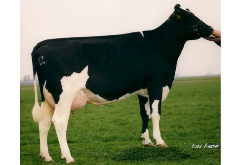 Newhouse Sneeker 171 VG-89