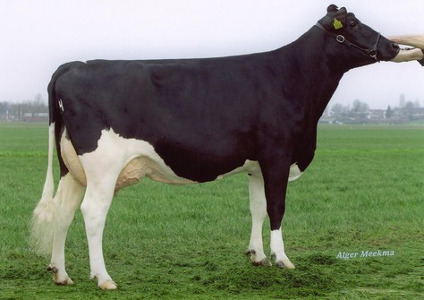 Newhouse Sneeker 247 VG-89