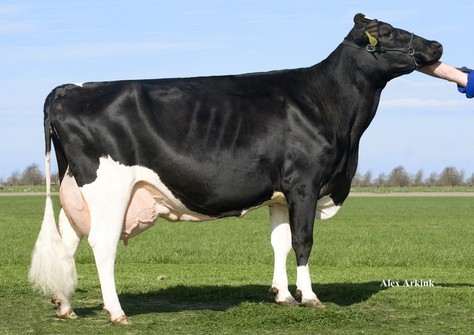 Newhouse Sneeker 247 VG-89