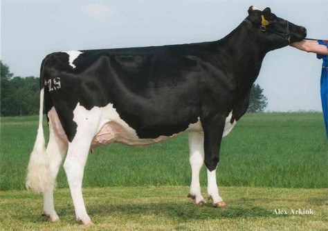 Newhouse Sneeker 378 VG-87