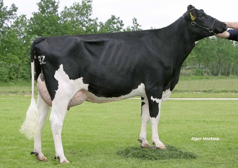 Newhouse Sneeker 422 VG-87