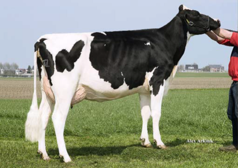 Newhouse Sneeker 472 RDC VG-88