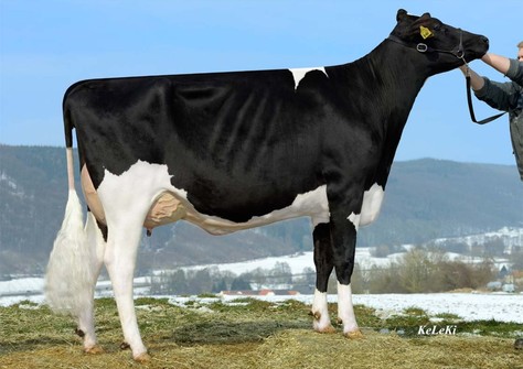 NH Bogart Indira P RDC VG-86