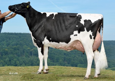 NH Goldfever VG-89