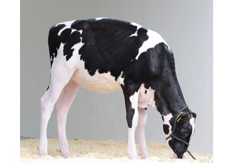 NH HS Missouri Lazifa VG-85 NH HS Missouri Lazifa VG-85