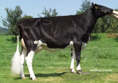 NH Shottle Island VG-86