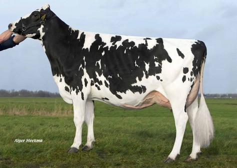 NH Super Islandwave VG-88