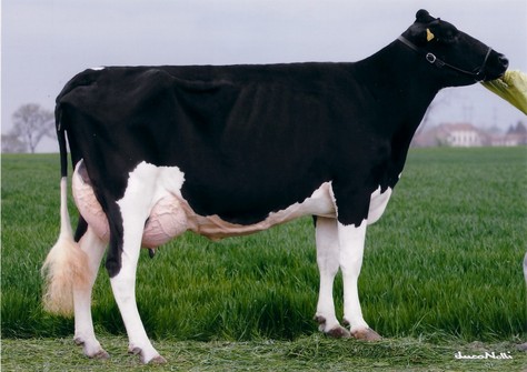 Nimry VG-86