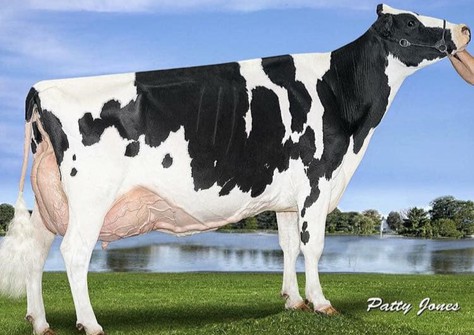 Nipponia R D Lizabeth EX-96