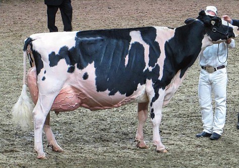 Nipponia R D Lizabeth EX-96