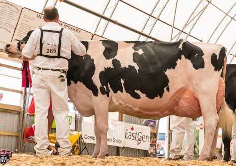 Nipponia R D Lizabeth EX-96