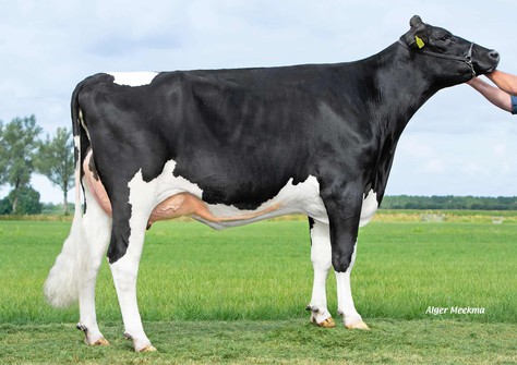 Willem's Hoeve Rita 2340 VG-86