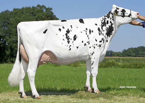 Schreur Serena 7 P VG-85