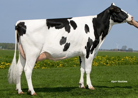 Noard Easter Planet Sandy VG-87