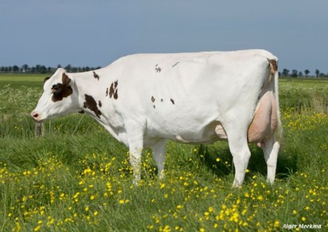 Noard Easter Red Lawn P Red VG-86