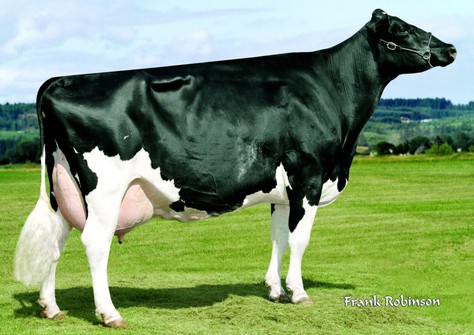 No-Fla-DH Rudo Sue 15039 EX-94