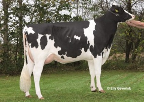 Norgard XY-ting Emerald Candee VG-88