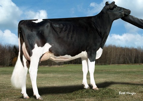 Nova-TMJ Damion Emblem EX-90