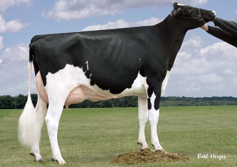 Nova-TMJ Golden Erin-ET EX-90