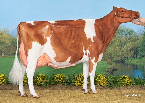 NRP Awesome Amberlee Red EX-91
