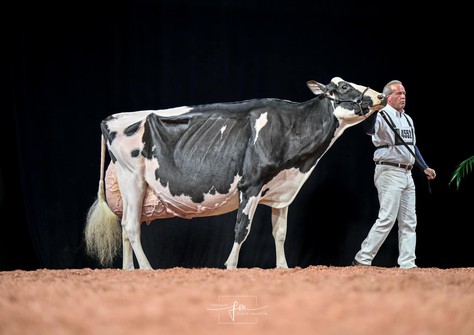 Oakfield Solomon Footloose EX-97