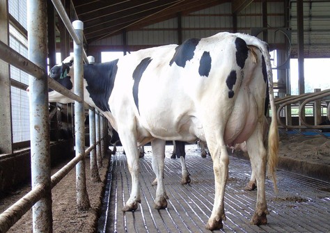 OCD Supersire 9882 VG-86