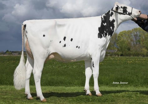 Ockema Mc Cutchen Anya VG-86