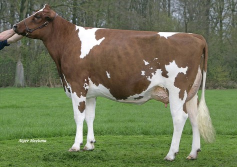 Oelhorst Coba 196 P Red VG-86