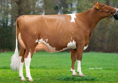 Oelhorst Froukje 837, Andy-Red granddaughter of Funny P Red VG-89