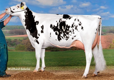 OH Waleria VG-85