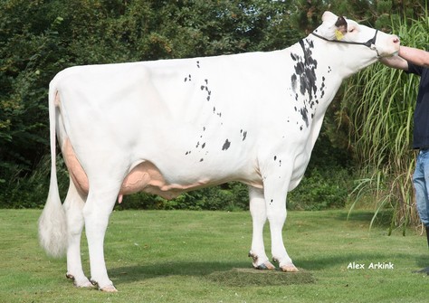 OH White Model VG-85