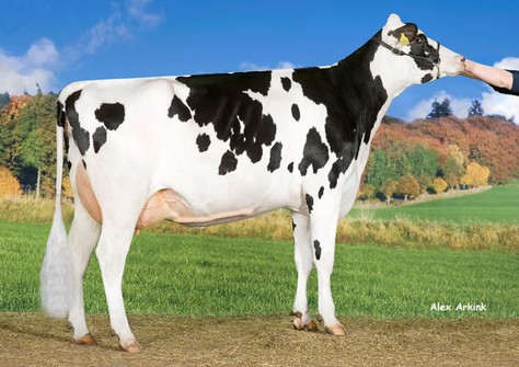 Oosterbrook Epic Rozalyn 2 VG-87