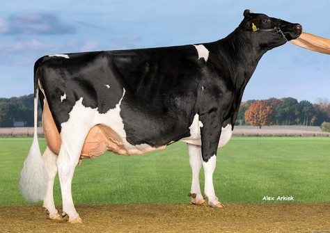 Oosterbrook Esperanto Hanillo EX-91