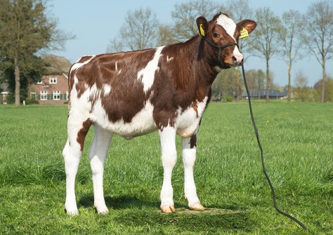 Oosterbrook Lucky Danick P Red VG-86