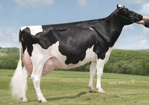 Opsal O Man Fantasy EX-93