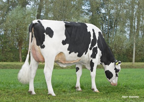 Paloma RDC VG-87