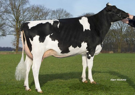 PBCD FD Sina VG-87