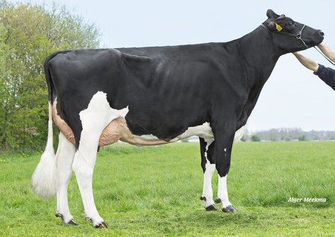 Peak Camille VG-88