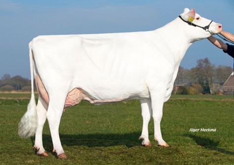 Van de Peelsehoeve Bea 63; volle zus van Bea 51 VG-87