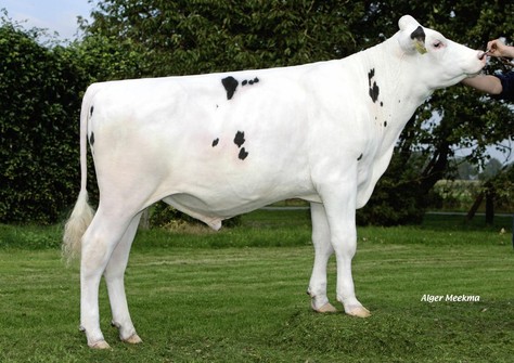 Halfbroer van Bea 63; Van de Peelsehoeve Popstar (Million x Bea 36) VG-87