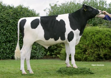 Halfbroer van Bea 63; Van de Peelsehoeve Samoerai (Shogun x Bea 36) VG-87