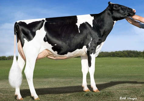 Pencroft-Ammon G Chiffon EX-90