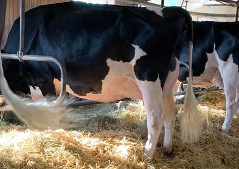 Pierstein Doorman Arizona EX-91