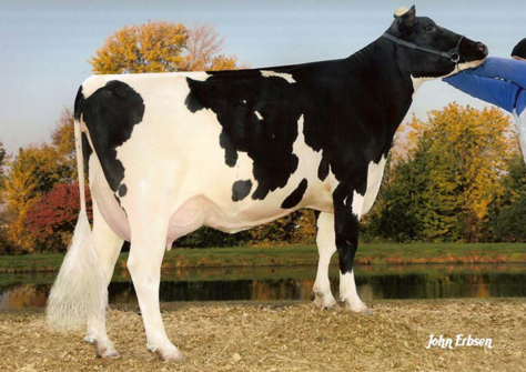 Pine-Tree Missy Miranda VG-86