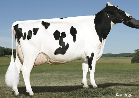 Pine-Tree Monica Planeta-ET VG-86