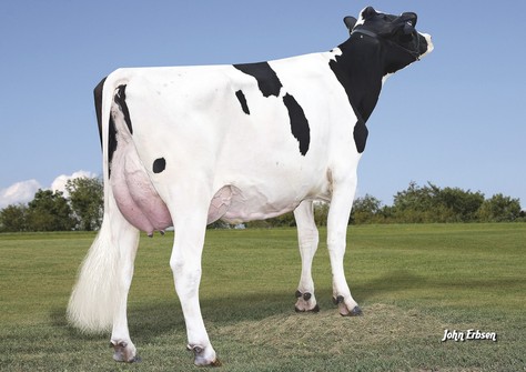 Plain-Knoll Mogul Mariah VG-88