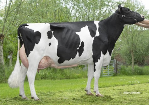 Plataan F7812 VG-88