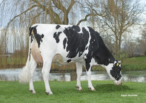 Plataan F 7635 VG-88