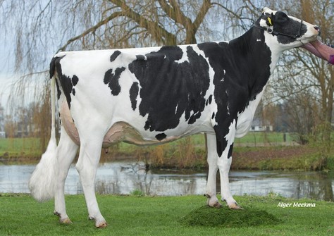 Plataan F 7635 VG-88