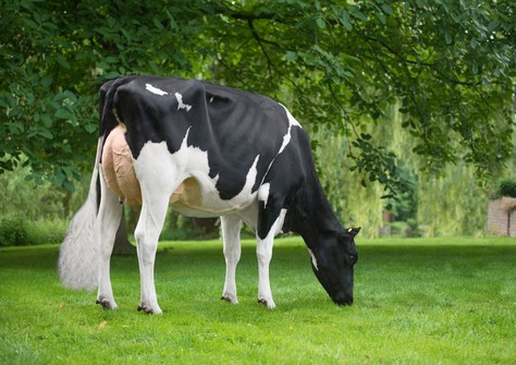 Plataan F 7706 VG-89